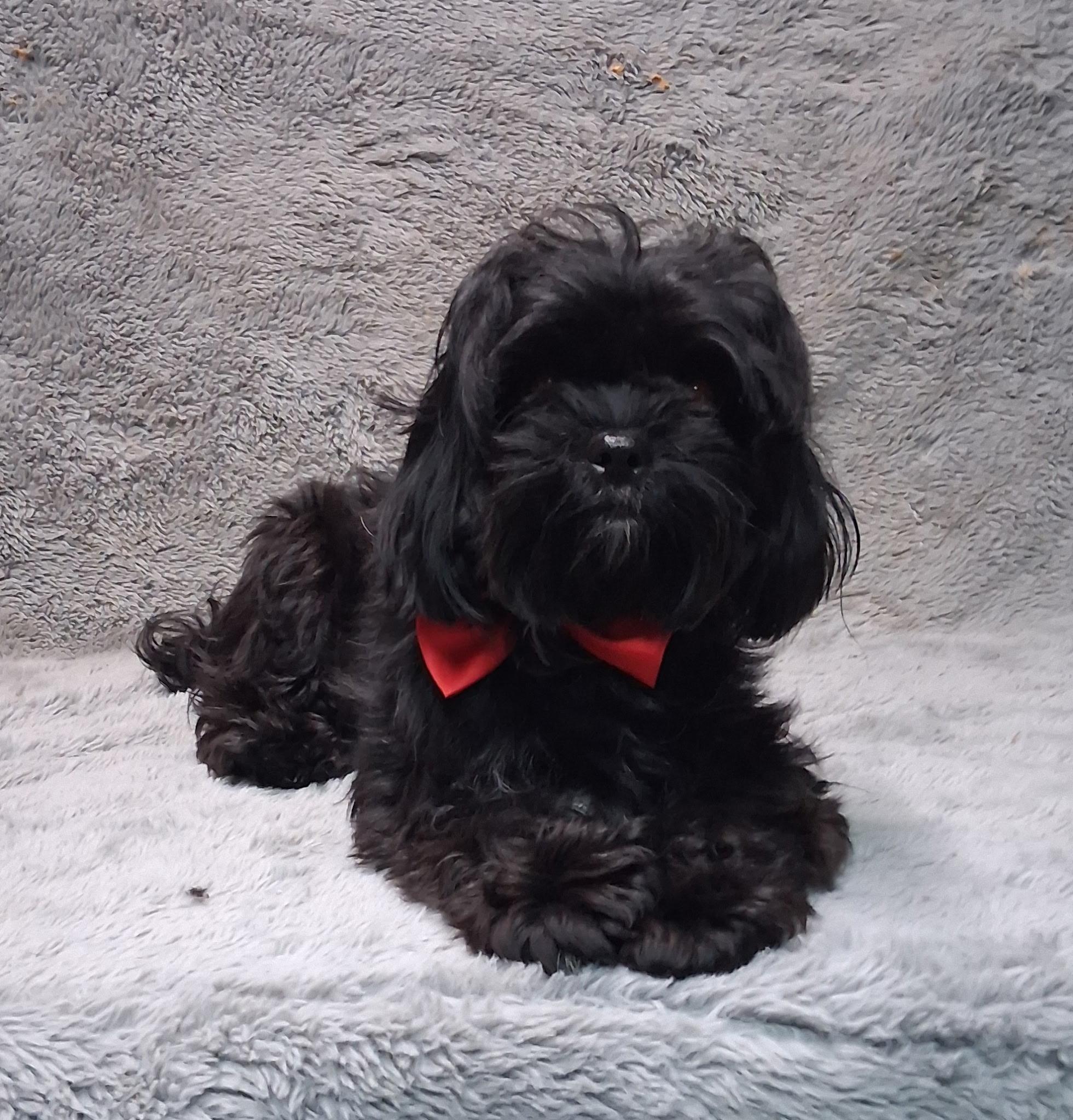 Sassy , adopted, Adult Female Poodle & Mixed Breed.