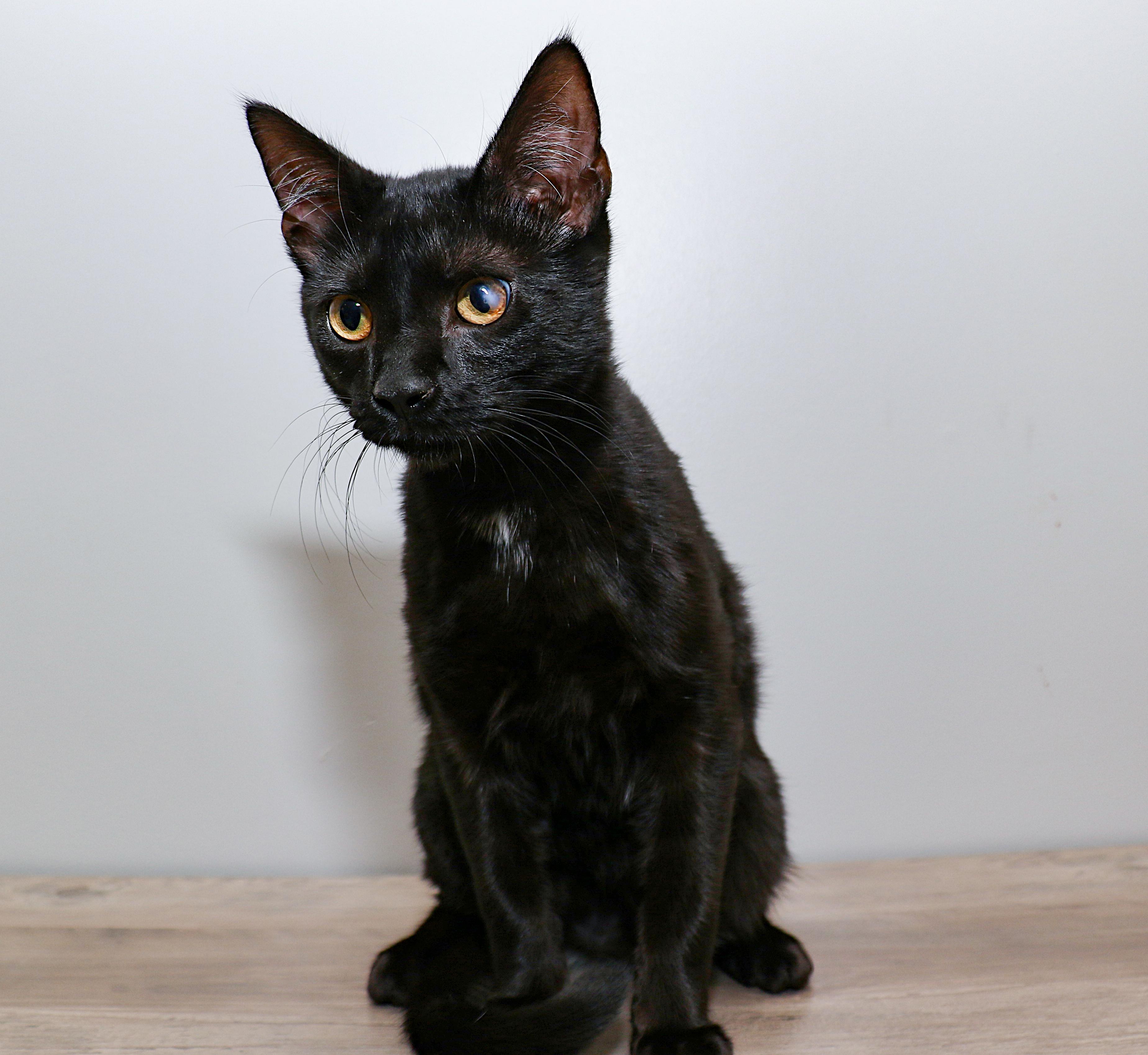 Enlarge Albert, a Adoptable Domestic Short Hair in Charlotte, NC image 1/4