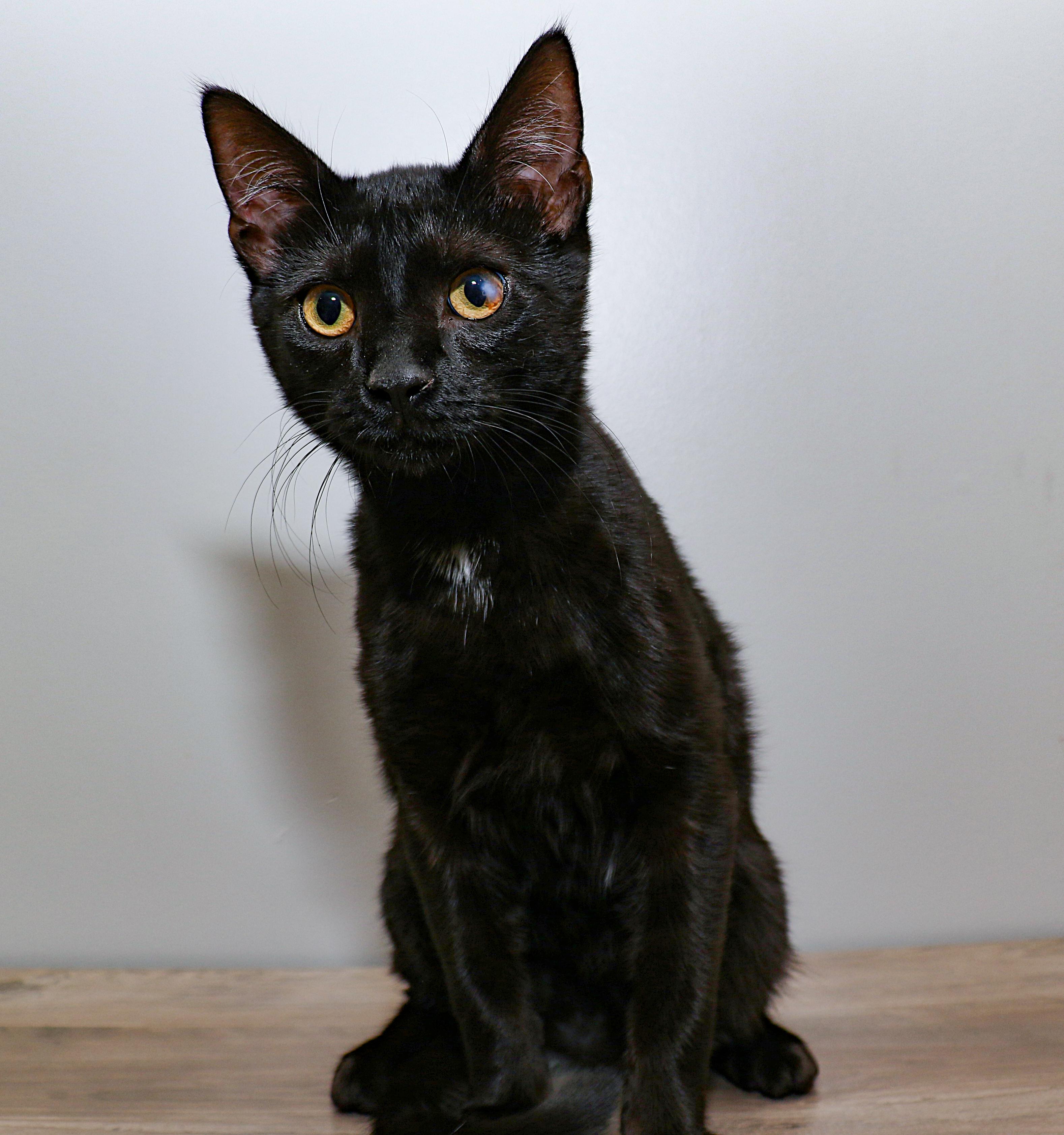 Albert, Adoptable, Kitten Male Domestic Short Hair.