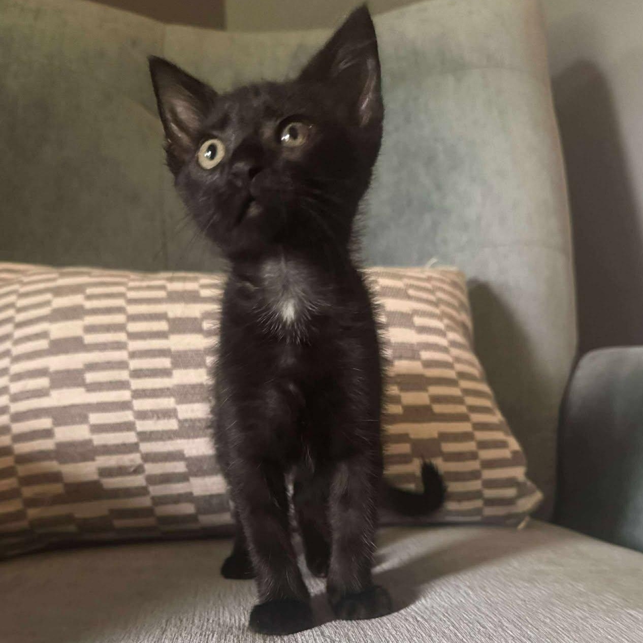 Albert, a Adoptable Domestic Short Hair in Charlotte, NC image 2/2