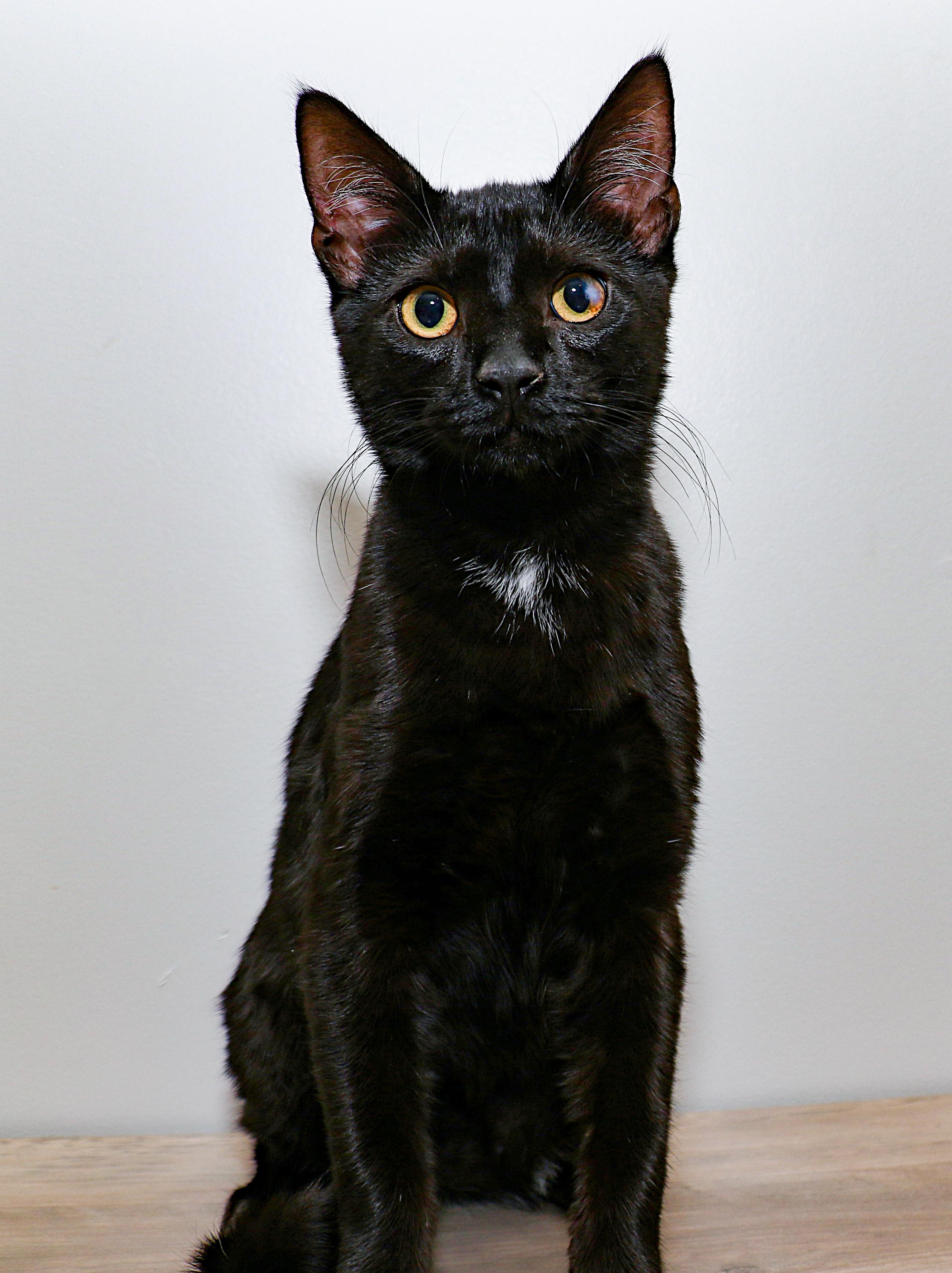 Enlarge Albert, a Adoptable Domestic Short Hair in Charlotte, NC image 3/4