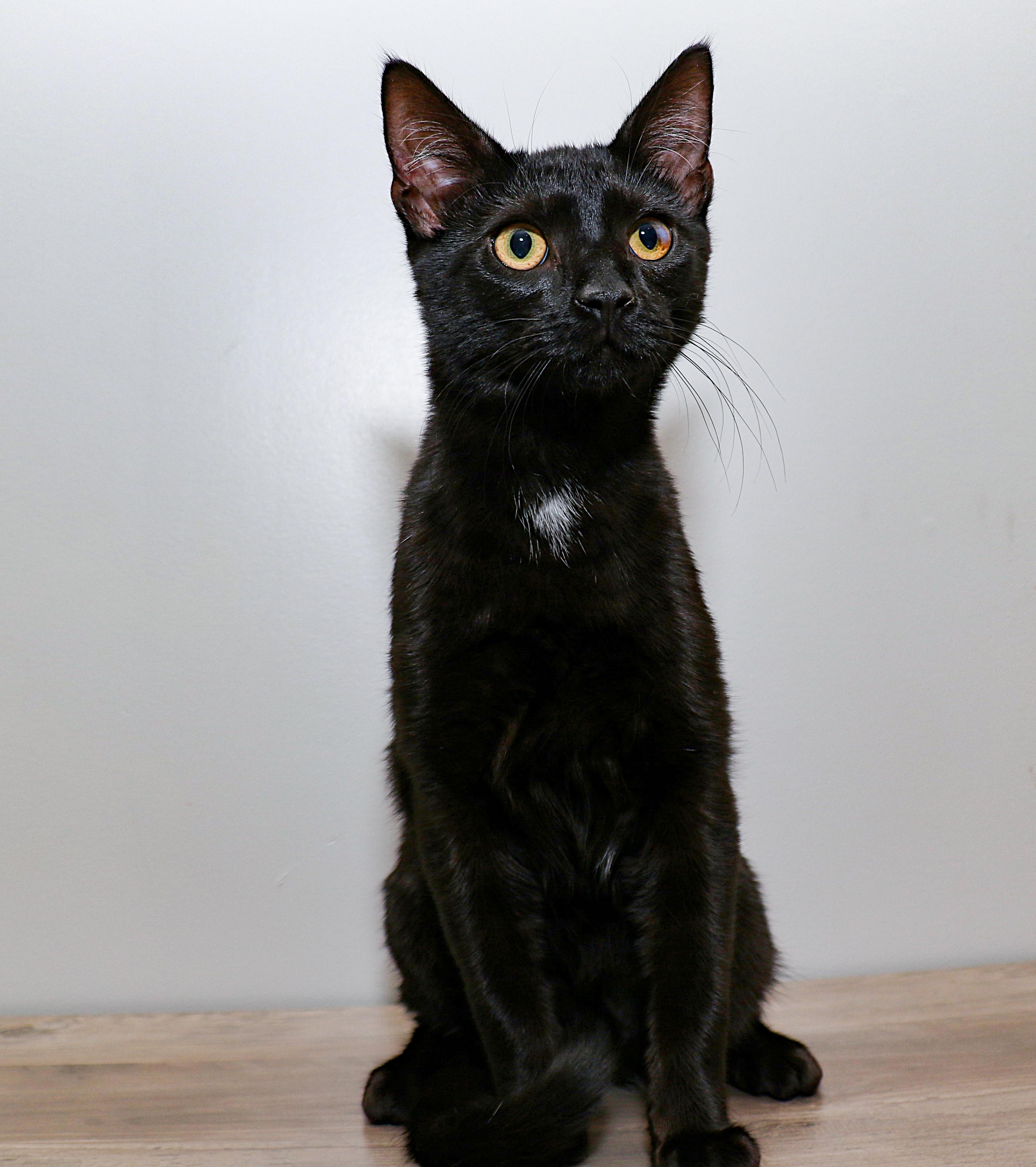 Enlarge Albert, a Adoptable Domestic Short Hair in Charlotte, NC image 4/4