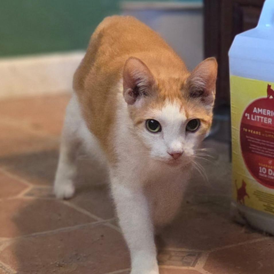 Hobie, Adoptable, Adult Male Domestic Short Hair.