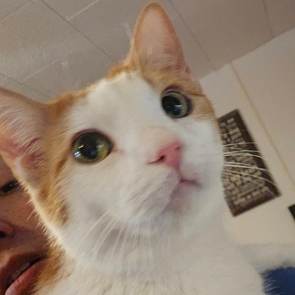 Enlarge Hobie, a Adoptable Domestic Short Hair in Hanna City, IL image 2/2