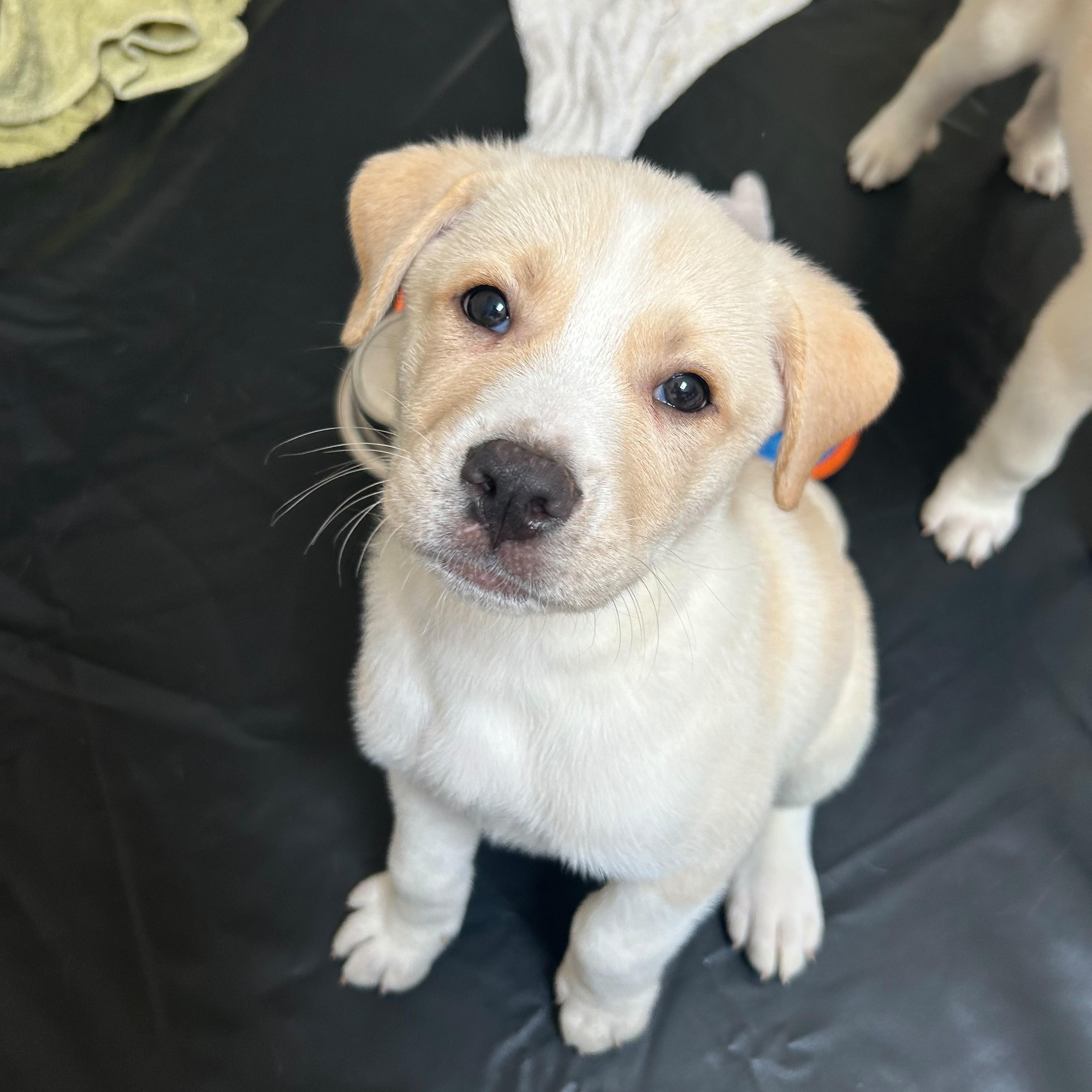Denali (mountain litter), a Adoptable mixed breed in Midland, MI image 4/5