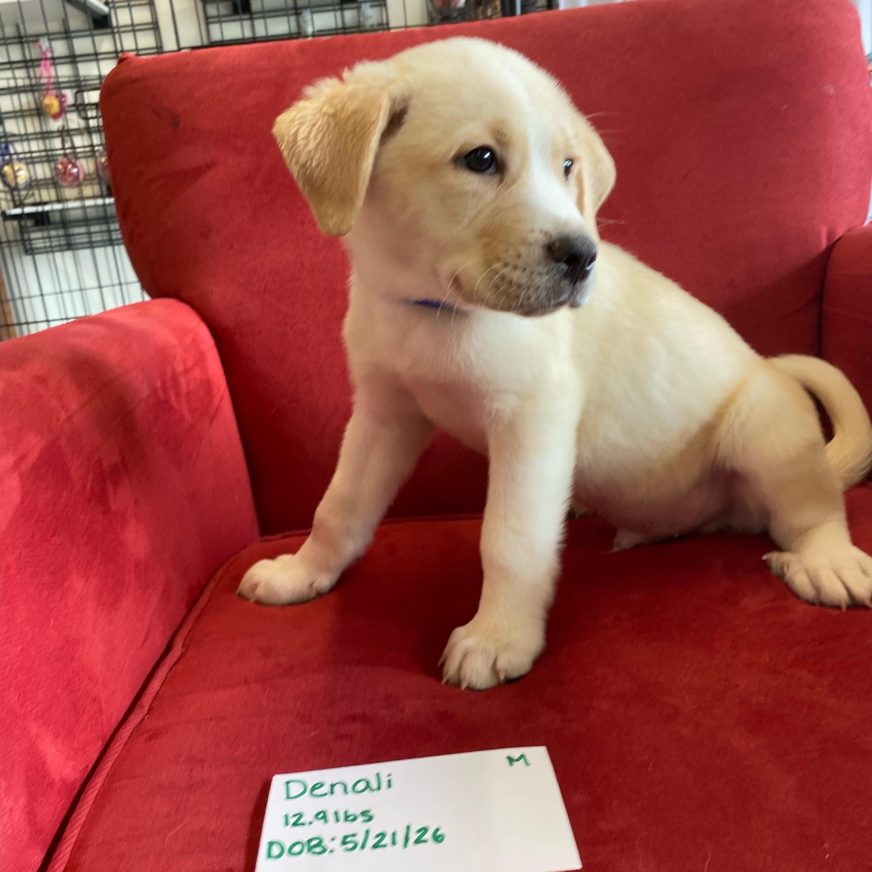 Denali (mountain litter), a Adoptable mixed breed in Midland, MI image 2/5