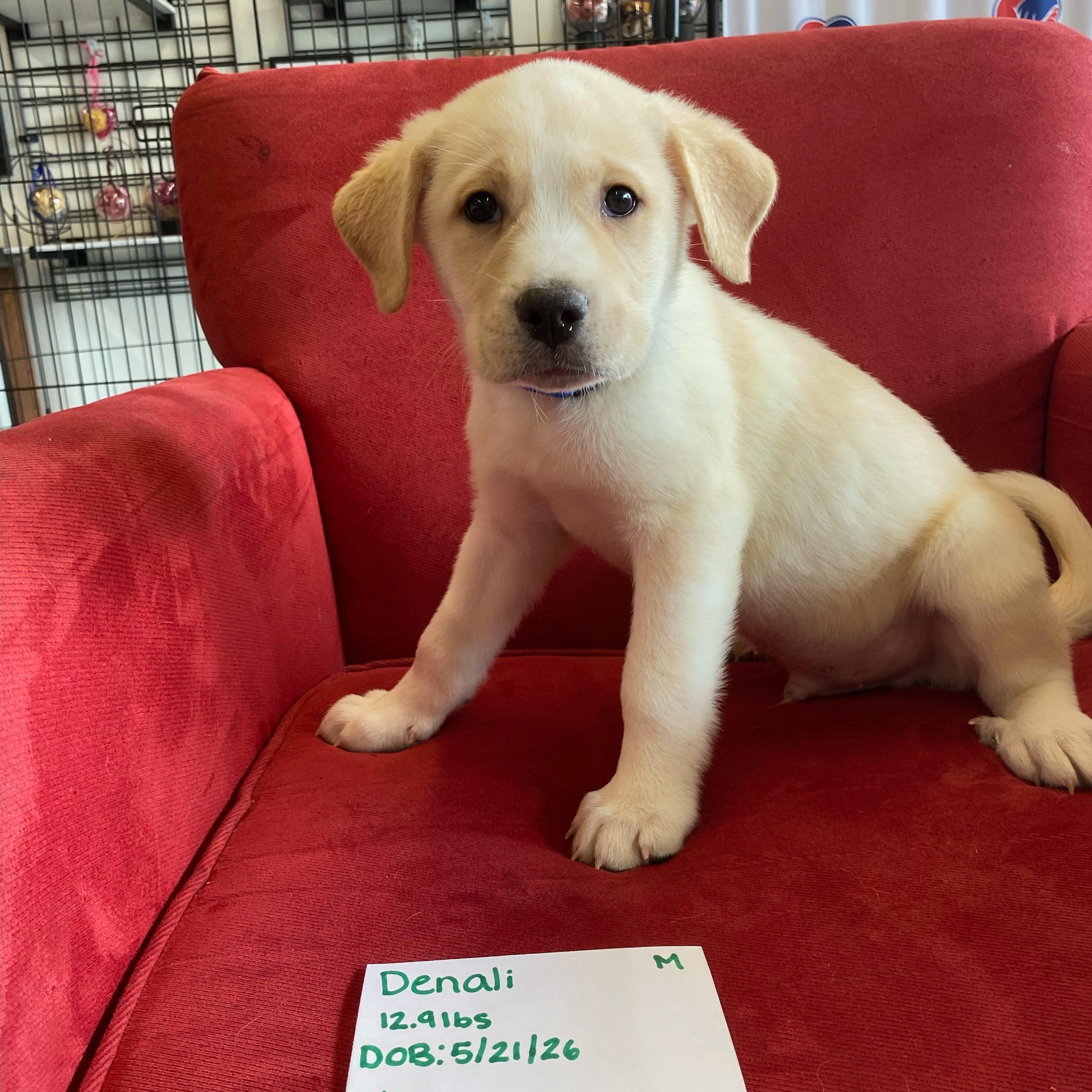 Denali (mountain litter), Adoptable, Puppy Male Great Pyrenees & Husky.