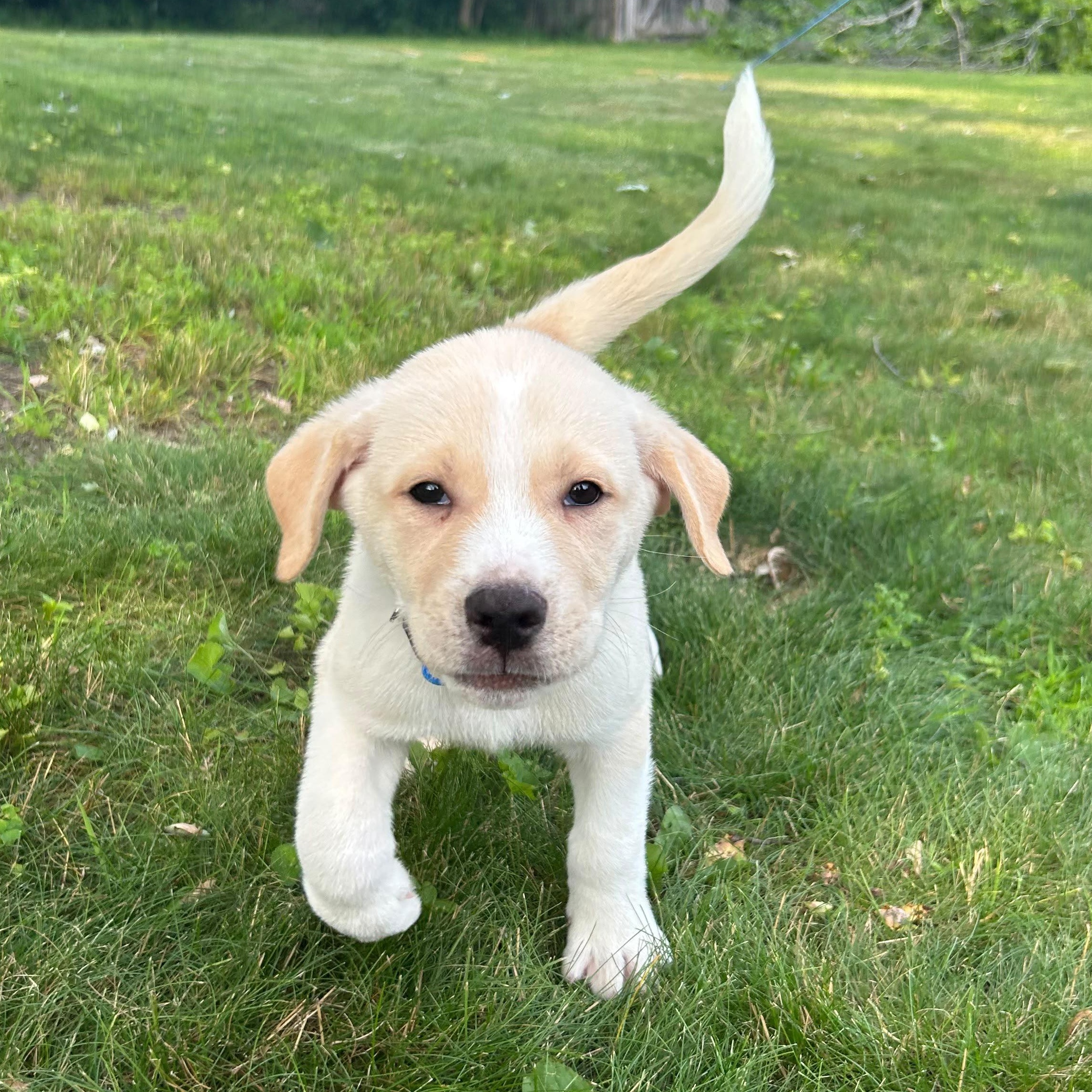 Denali (mountain litter), a Adoptable mixed breed in Midland, MI image 3/5