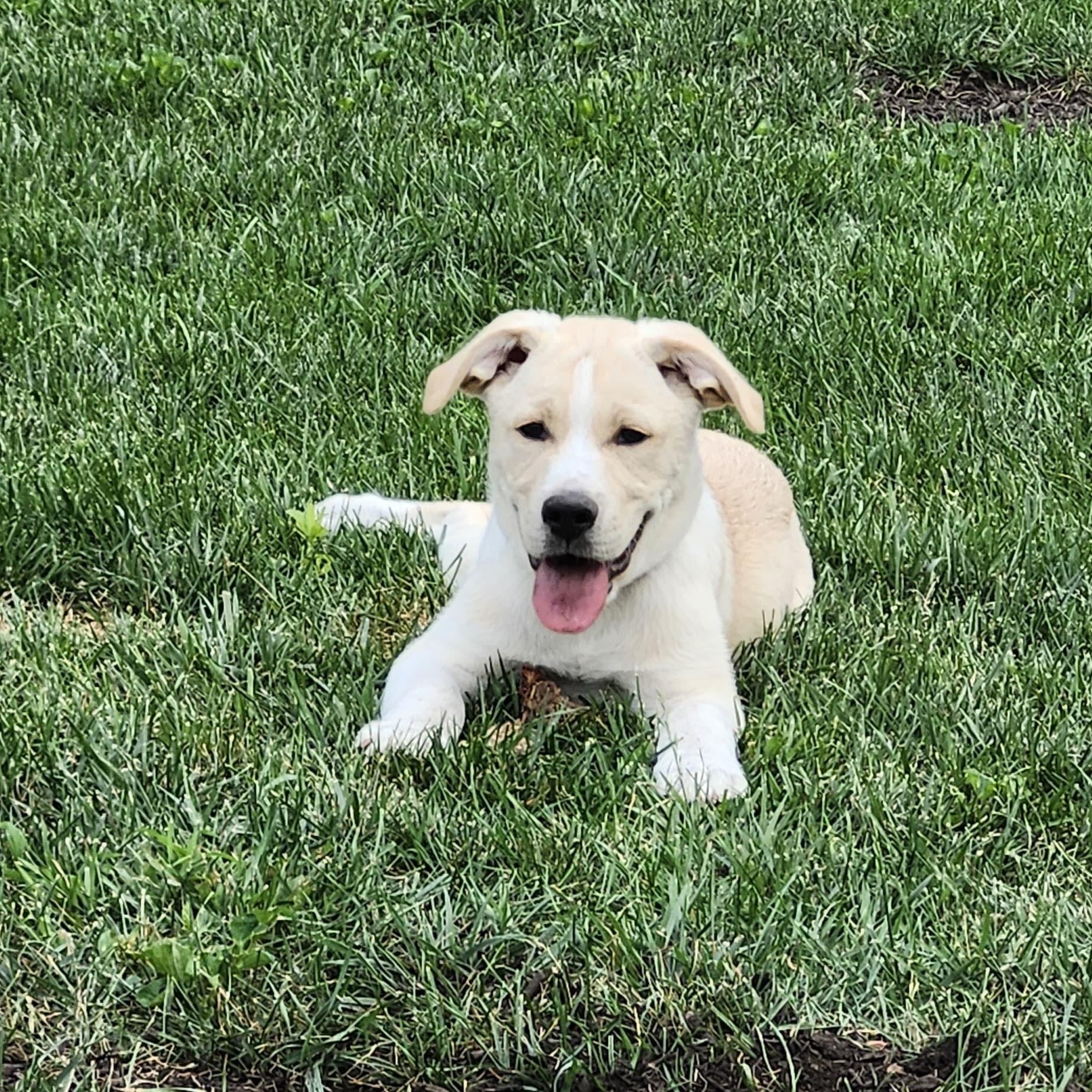 Enlarge Denali (mountain litter), an adoptable mixed breed in Midland, MI image 6/6