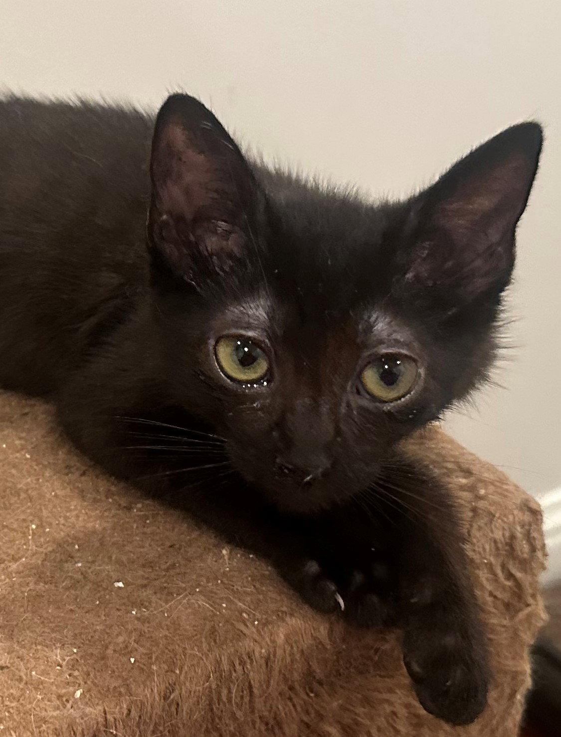 Tiny, Adoptable, Kitten Female Bombay & Domestic Short Hair.