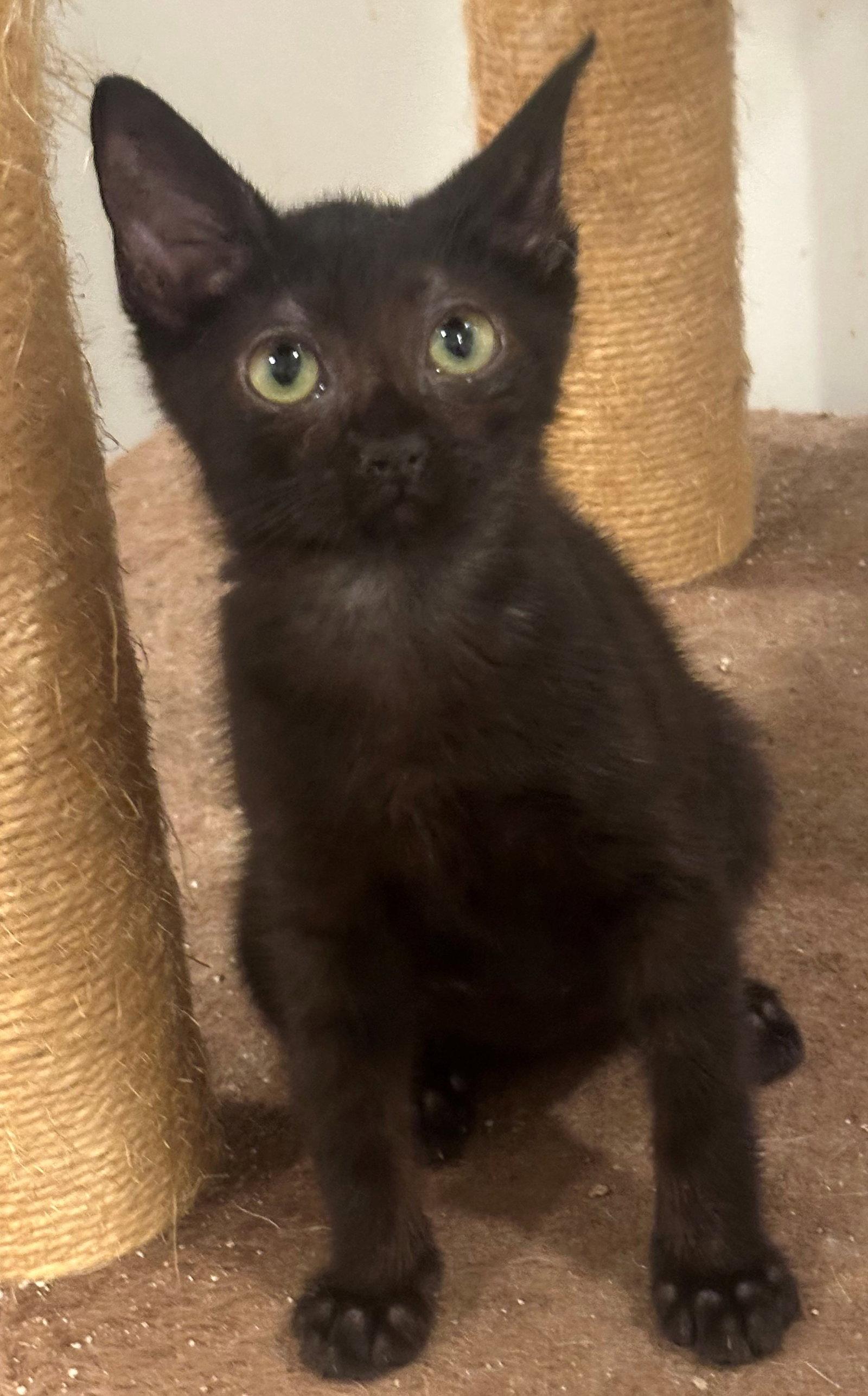 Enlarge Tiny, a Adoptable mixed breed in Palo Alto, CA image 2/3