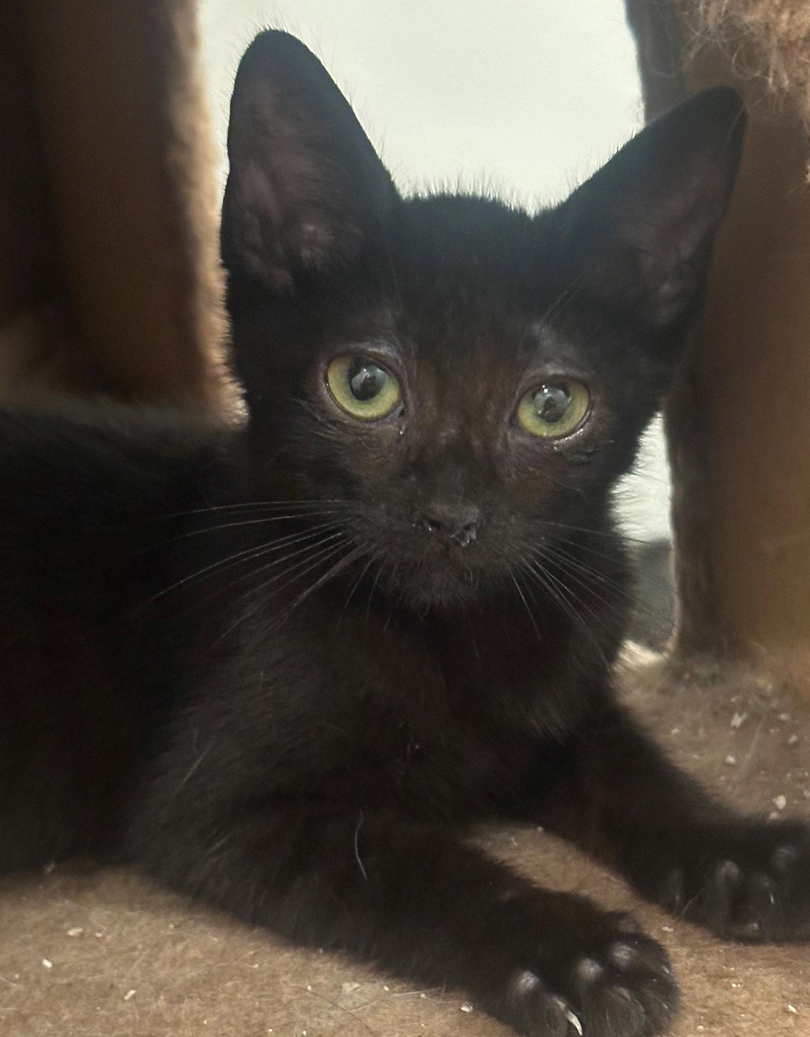 Enlarge Tiny, a Adoptable mixed breed in Palo Alto, CA image 3/3