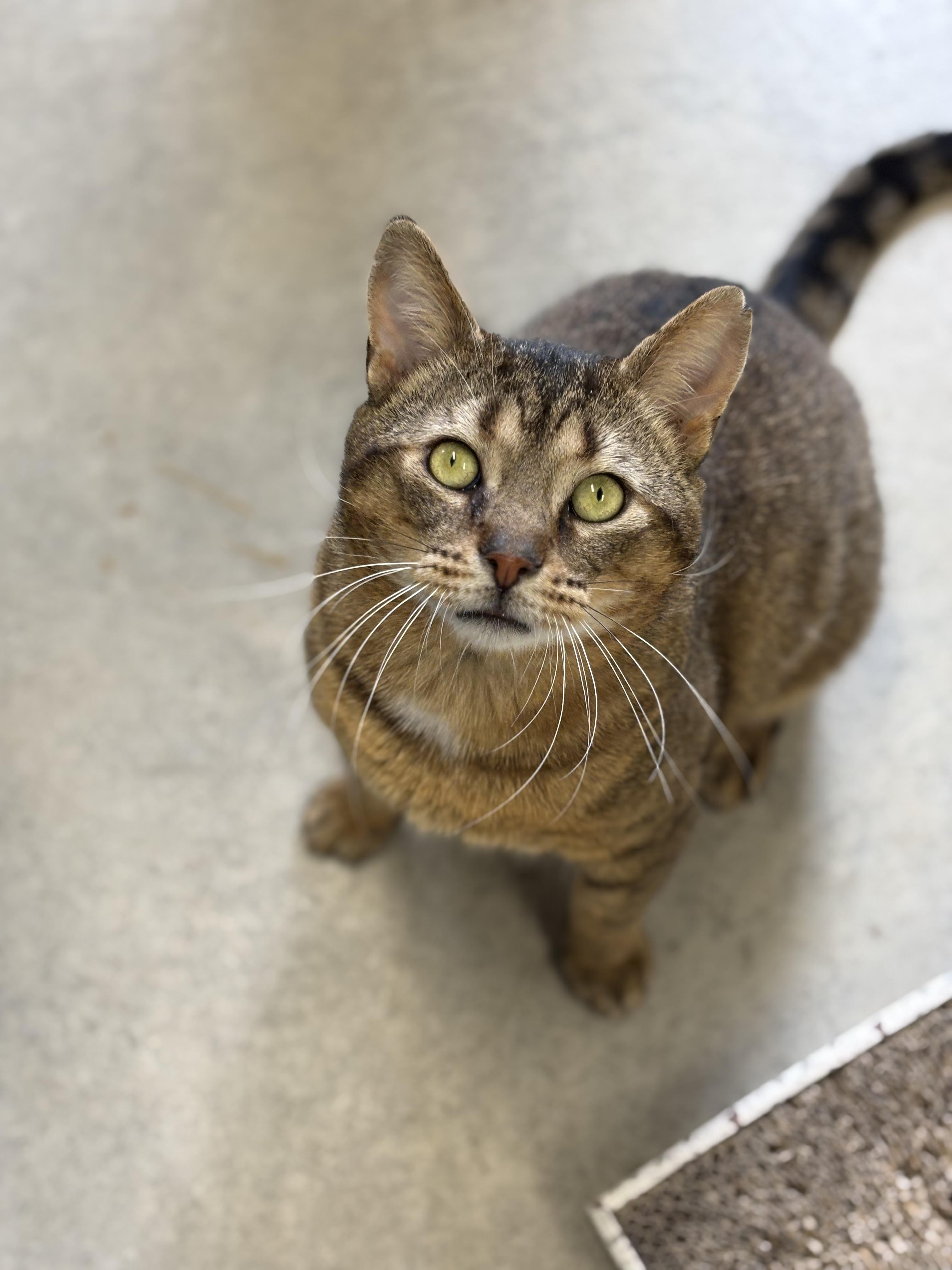 Burt, ADOPTABLE, Adult Male Domestic Short Hair.