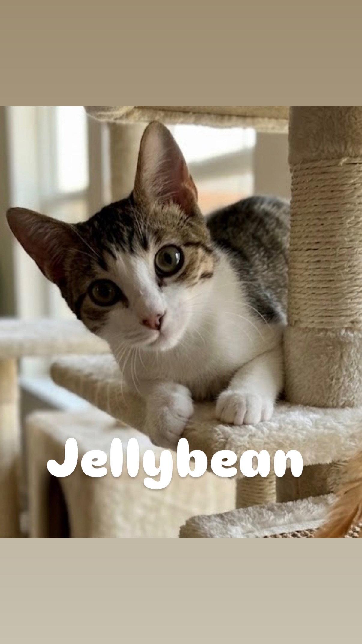 Enlarge Jellybean, a Adoptable Domestic Short Hair in Chandler, AZ image 1/1