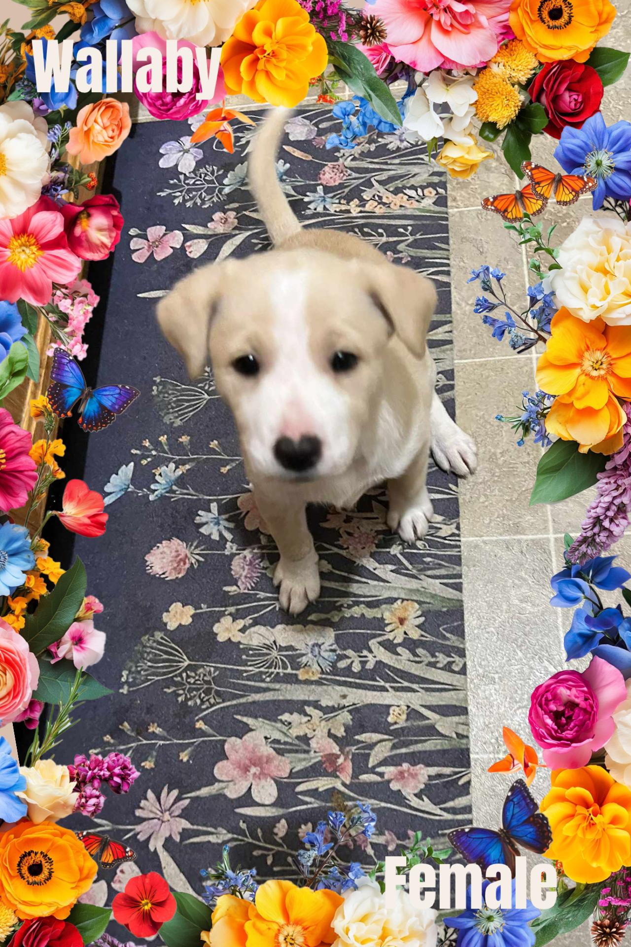 Wallaby, Adoptable, Puppy Female Pit Bull Terrier.