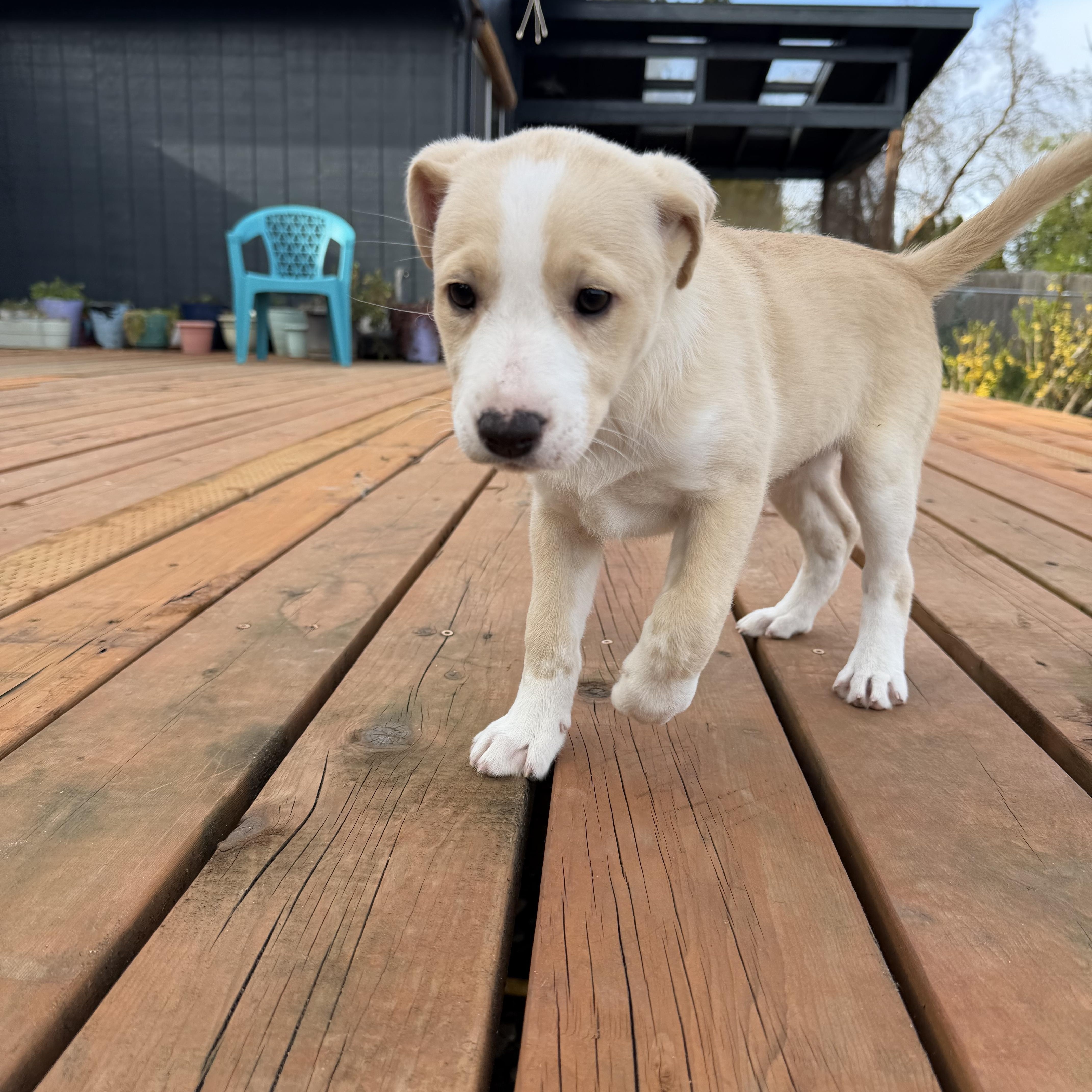 Enlarge Wallaby, a Adoptable mixed breed in Eugene, OR image 3/3