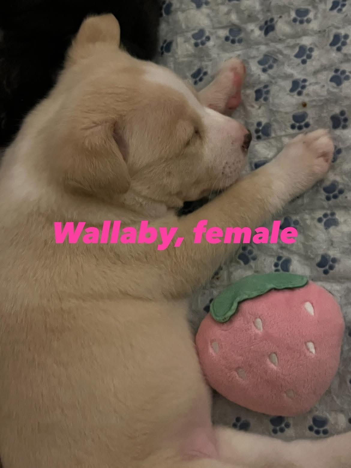 Enlarge Wallaby, a Adoptable mixed breed in Eugene, OR image 2/3