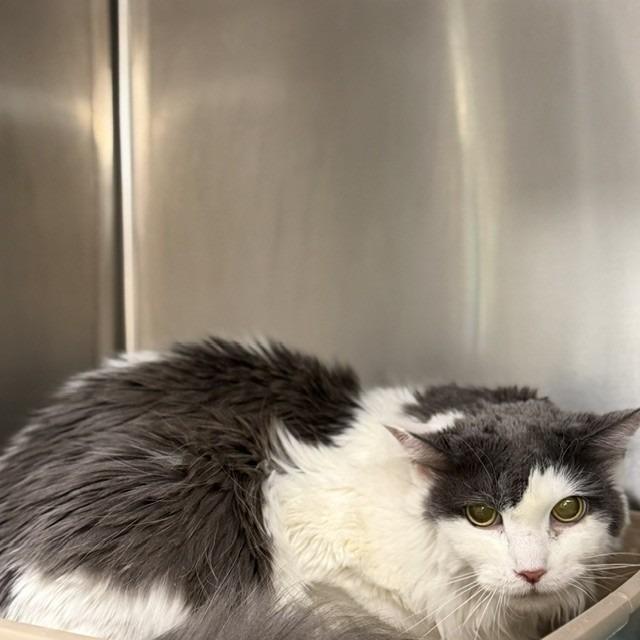 Enlarge Skunk, a Adoptable mixed breed in Bullhead City, AZ image 1/1