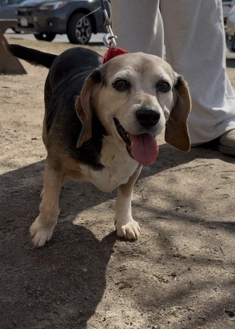 Hazel, ADOPTABLE, Senior Female Beagle.
