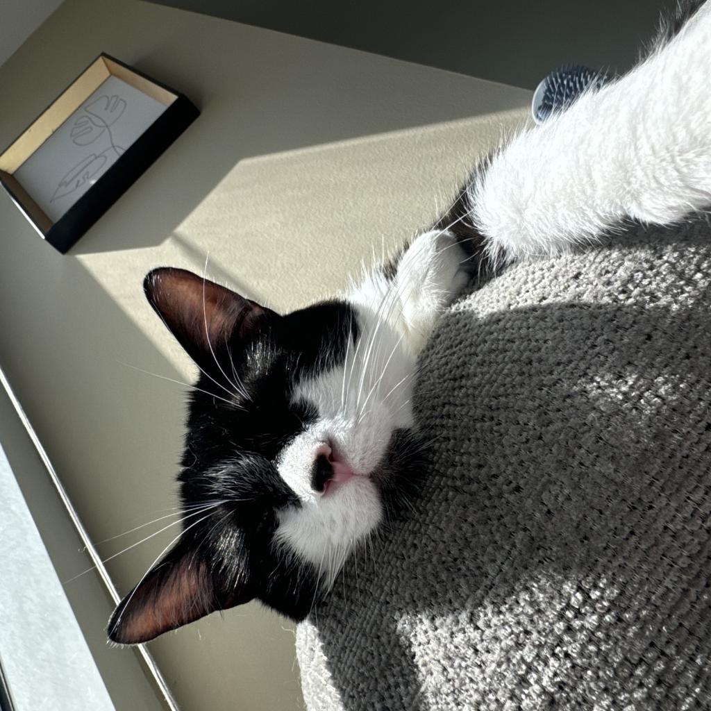 Prince Charming — thumbnail 2