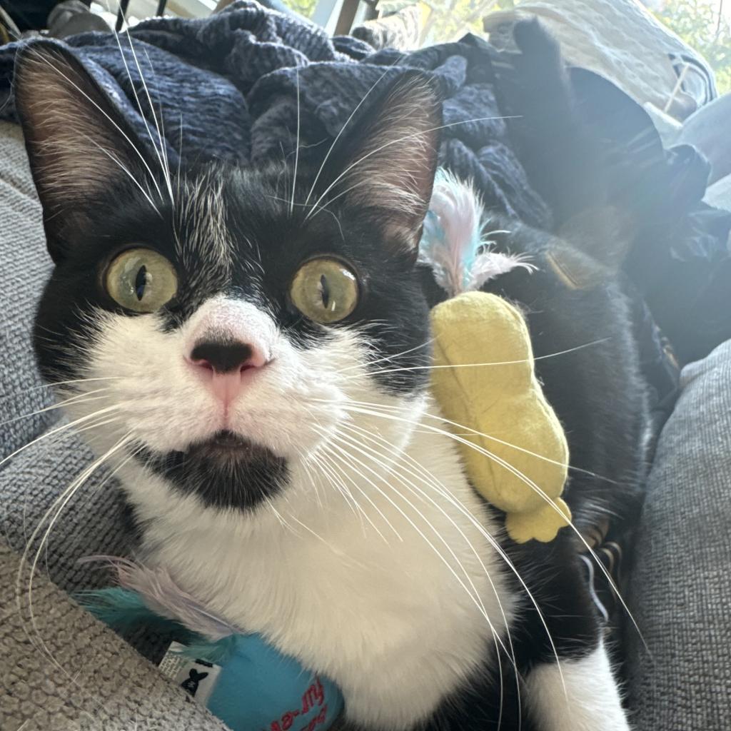 Prince Charming — thumbnail 3