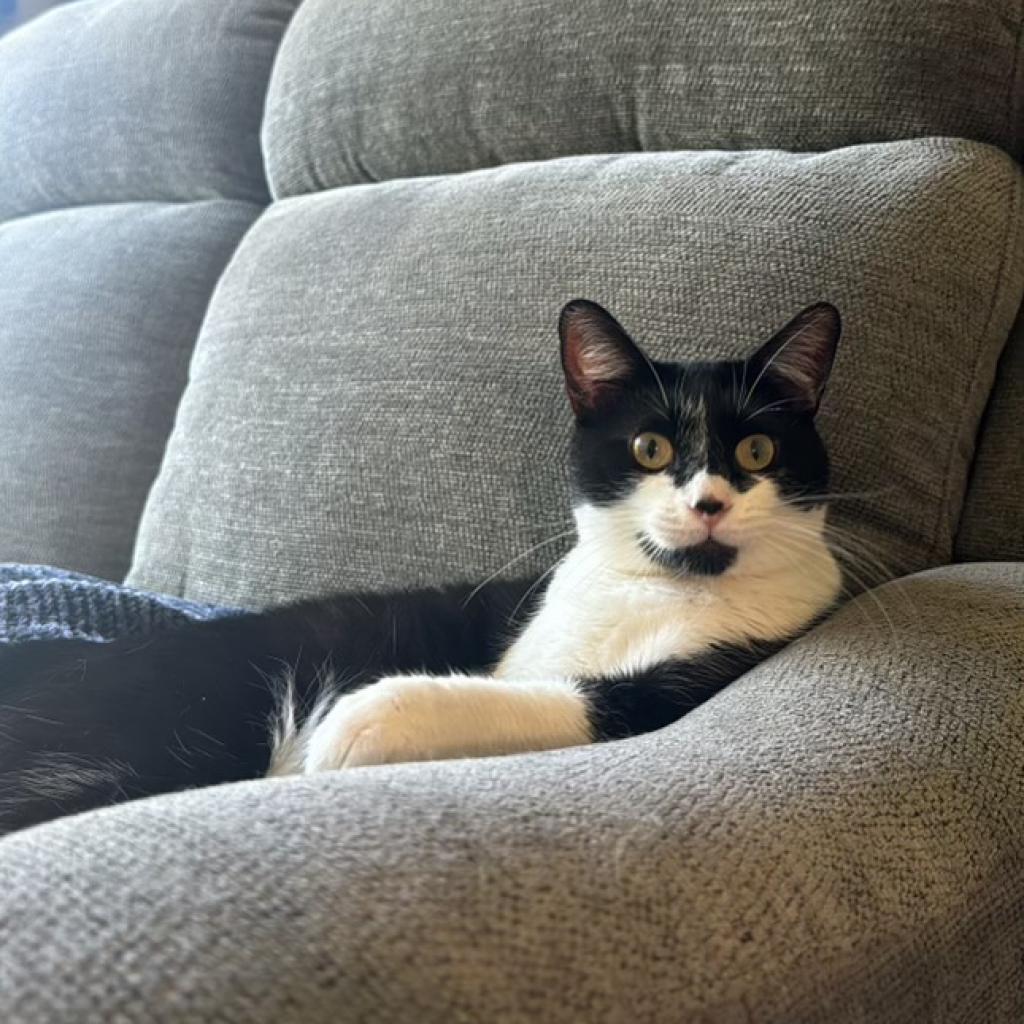 Prince Charming — thumbnail 4