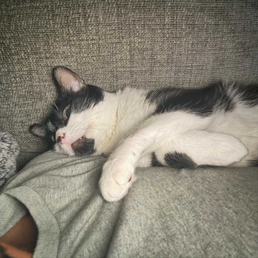 Prince Charming — thumbnail 6