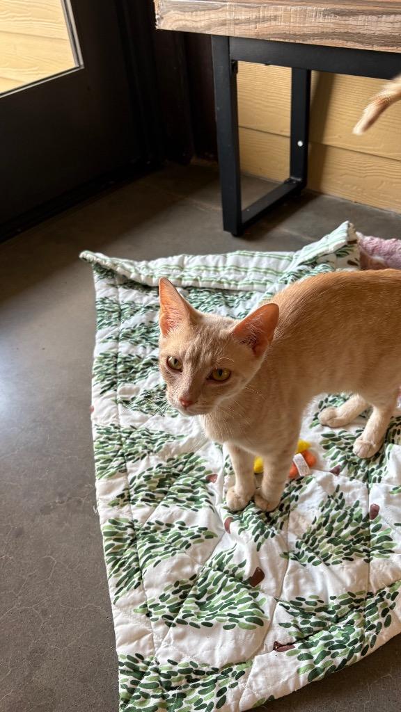 Courtney, Adoptable, Young Female Domestic Short Hair.