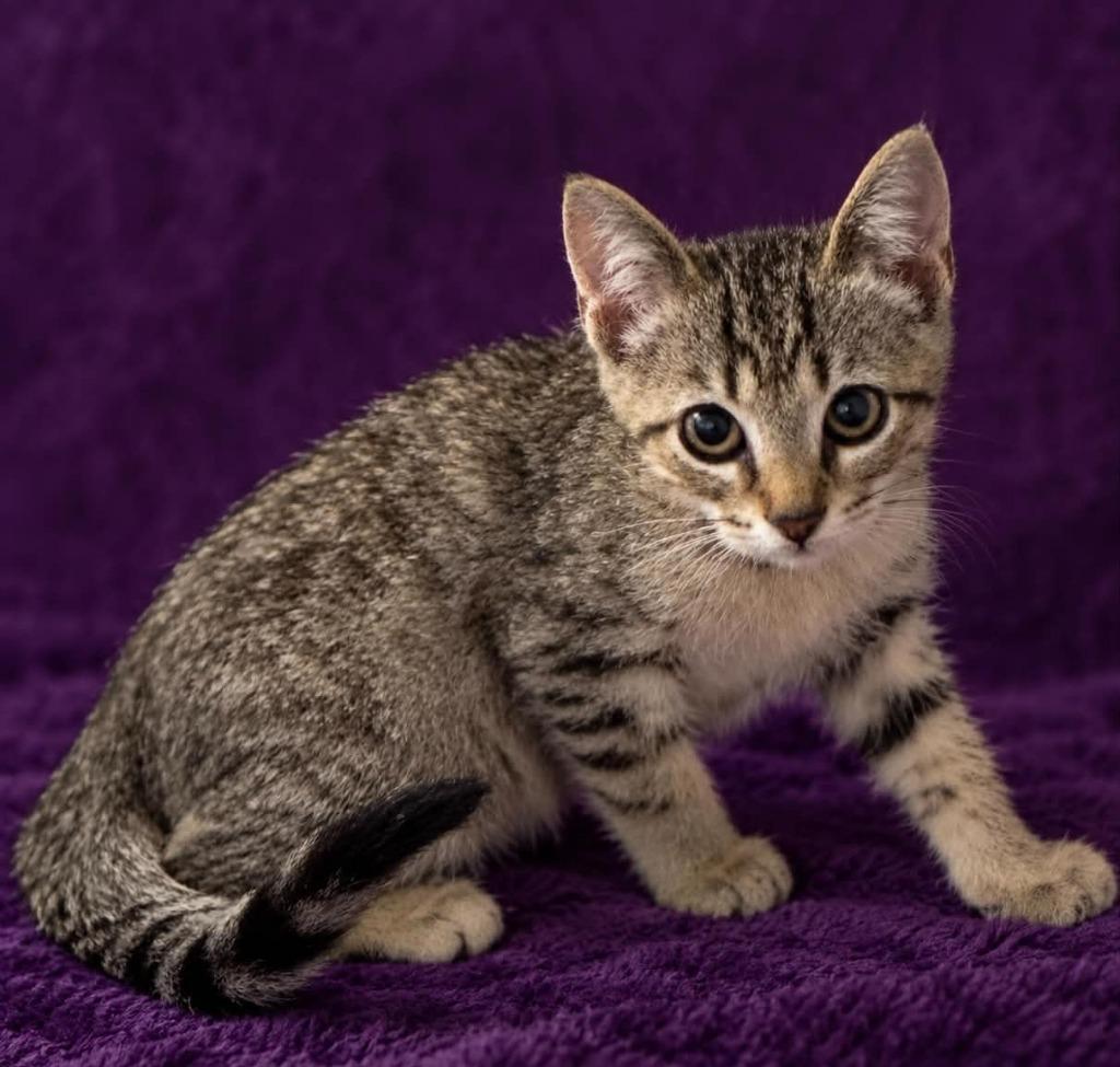 Sloane, Adoptable, Kitten Male Domestic Short Hair.