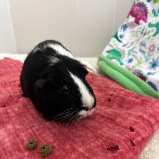 Enlarge Twilight, a ADOPTABLE Guinea Pig in Oakland, CA image 4/4