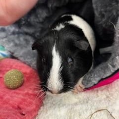Enlarge Twilight, a ADOPTABLE Guinea Pig in Oakland, CA image 1/4