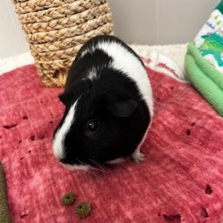 Enlarge Twilight, a ADOPTABLE Guinea Pig in Oakland, CA image 2/4