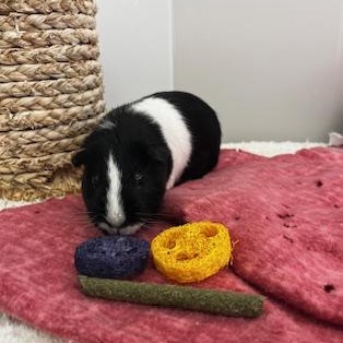 Enlarge Twilight, a ADOPTABLE Guinea Pig in Oakland, CA image 3/4