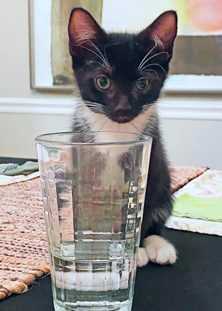 Felty, Adoptable, Kitten Male Domestic Medium Hair.