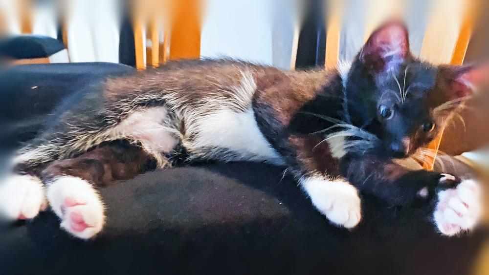 Felty, a Adoptable Domestic Medium Hair in Silver Spring, MD image 2/3