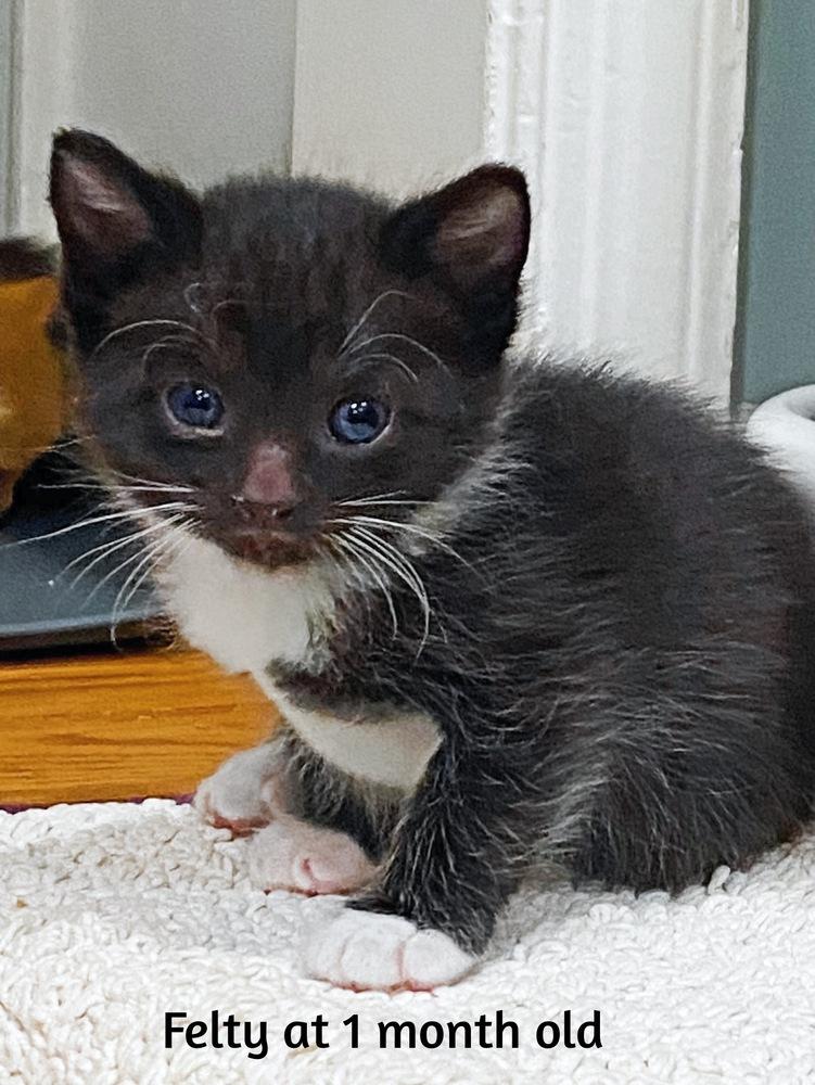 Felty, a Adoptable Domestic Medium Hair in Silver Spring, MD image 3/3