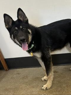 Wilson, adopted, Puppy Male German Shepherd Dog & Siberian Husky.