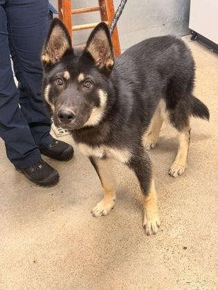Enlarge Wilson, an adopted mixed breed in Cleveland, OH image 2/2