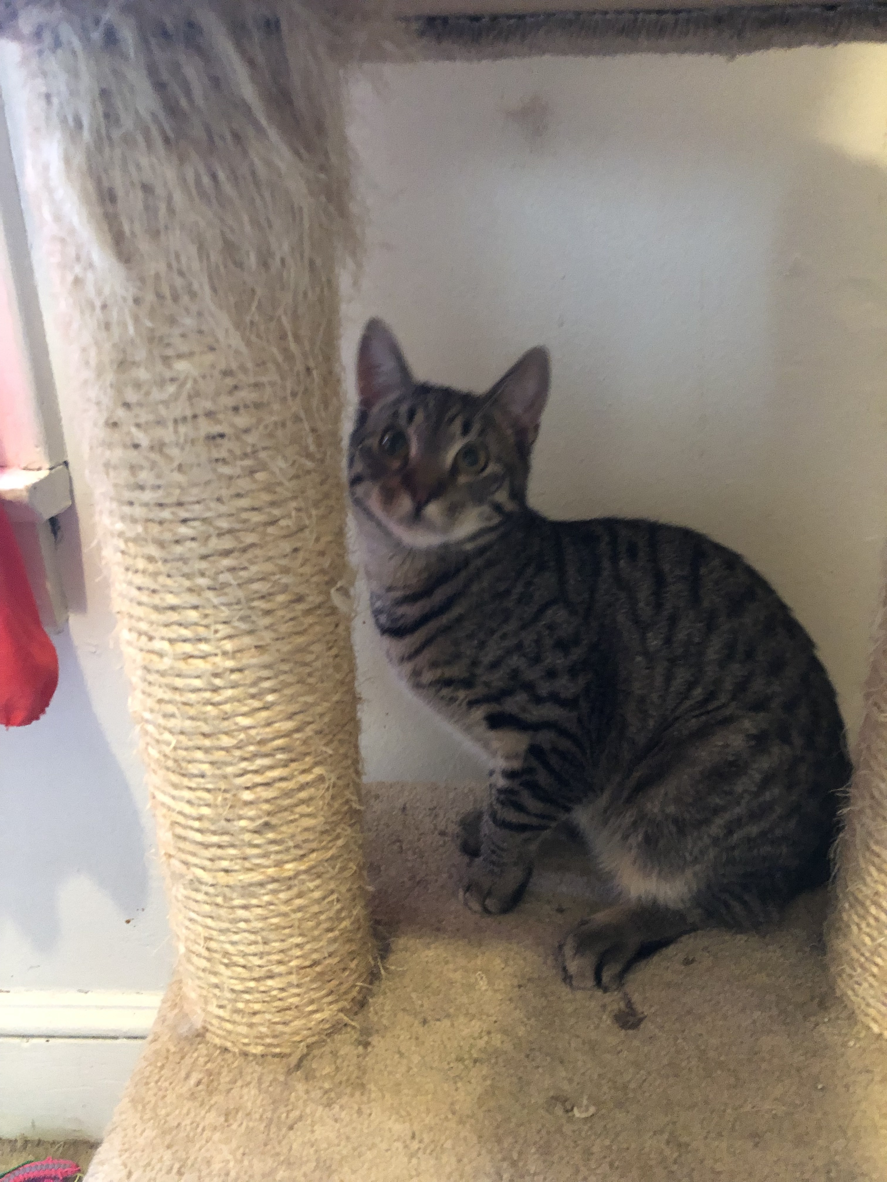 Cinnamon, a Adoptable mixed breed in Westfield, NJ image 1/6