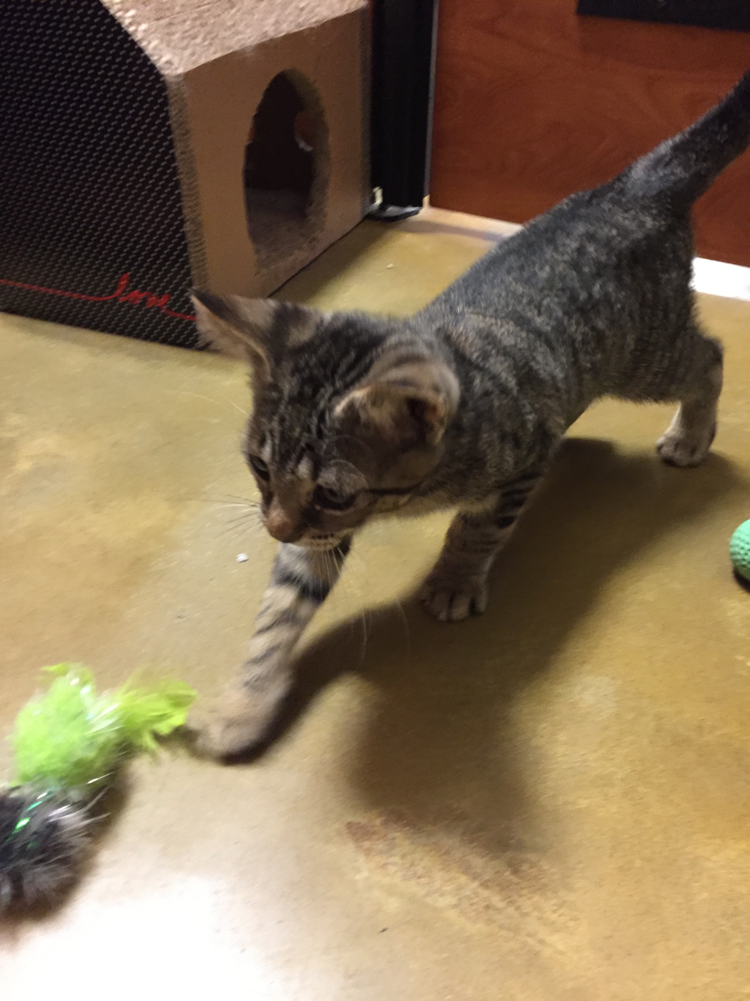 Cinnamon, a Adoptable mixed breed in Westfield, NJ image 2/6