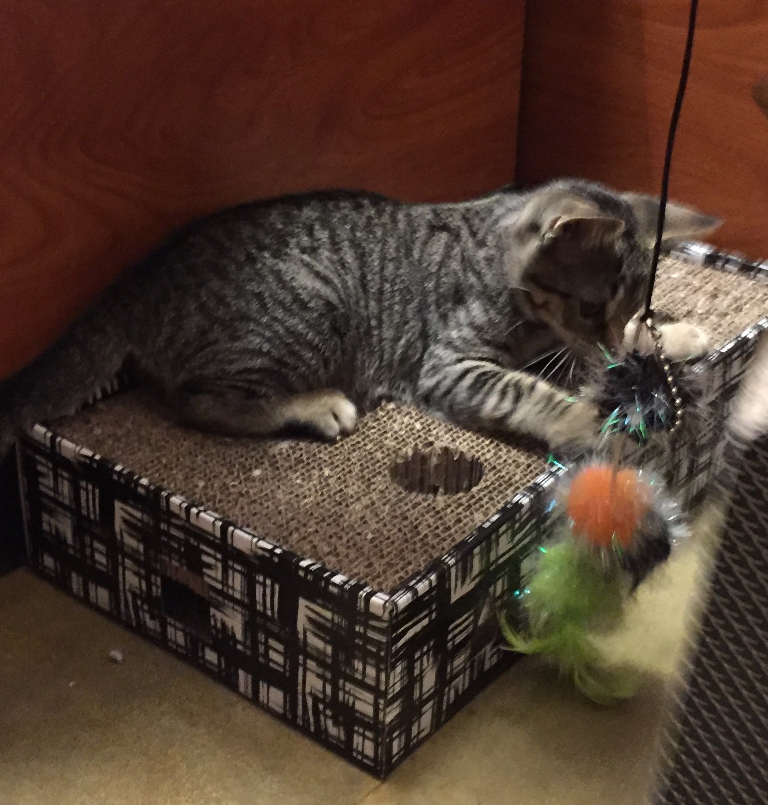 Cinnamon, a Adoptable mixed breed in Westfield, NJ image 3/6