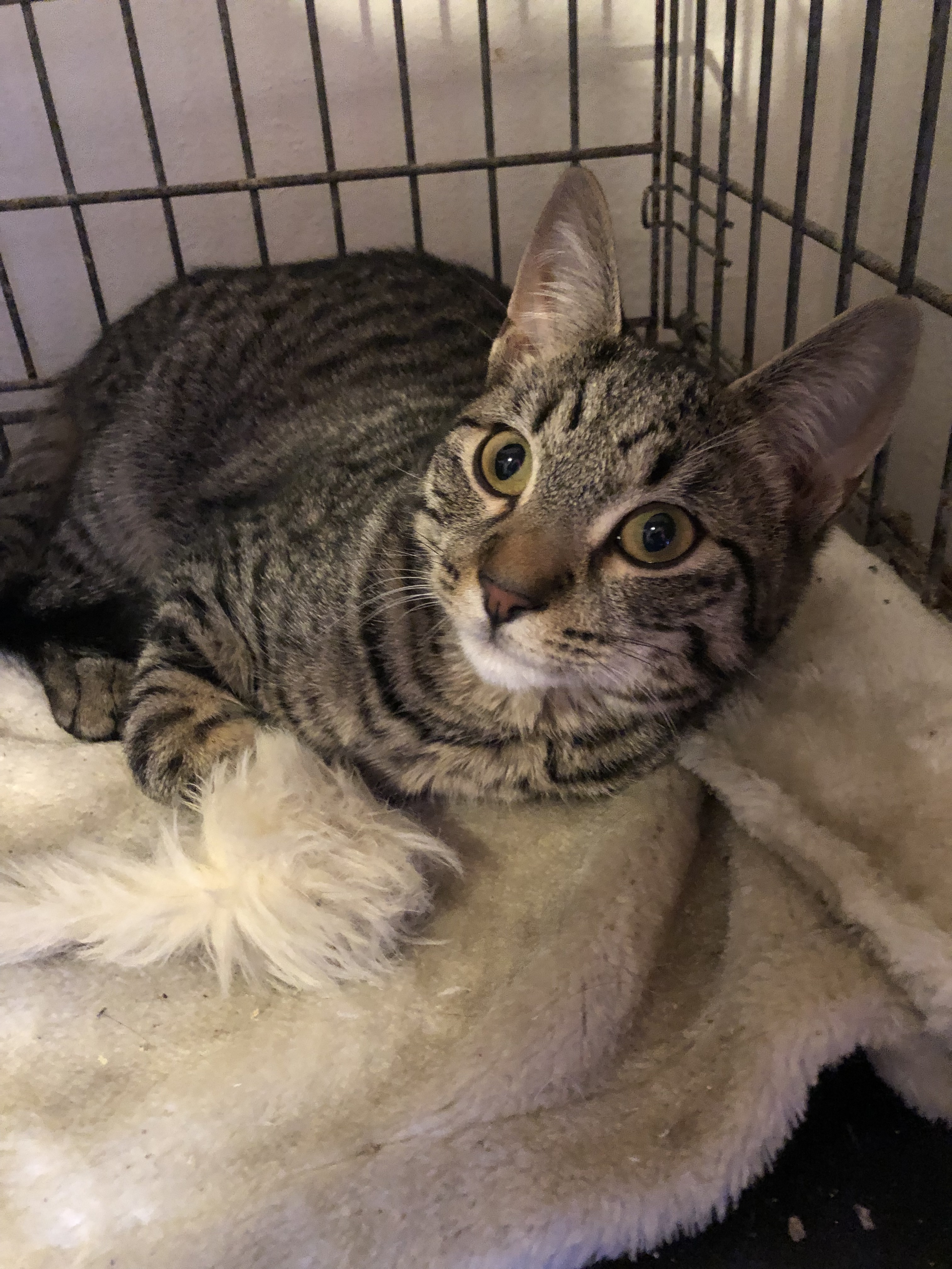 Cinnamon, a Adoptable mixed breed in Westfield, NJ image 4/6