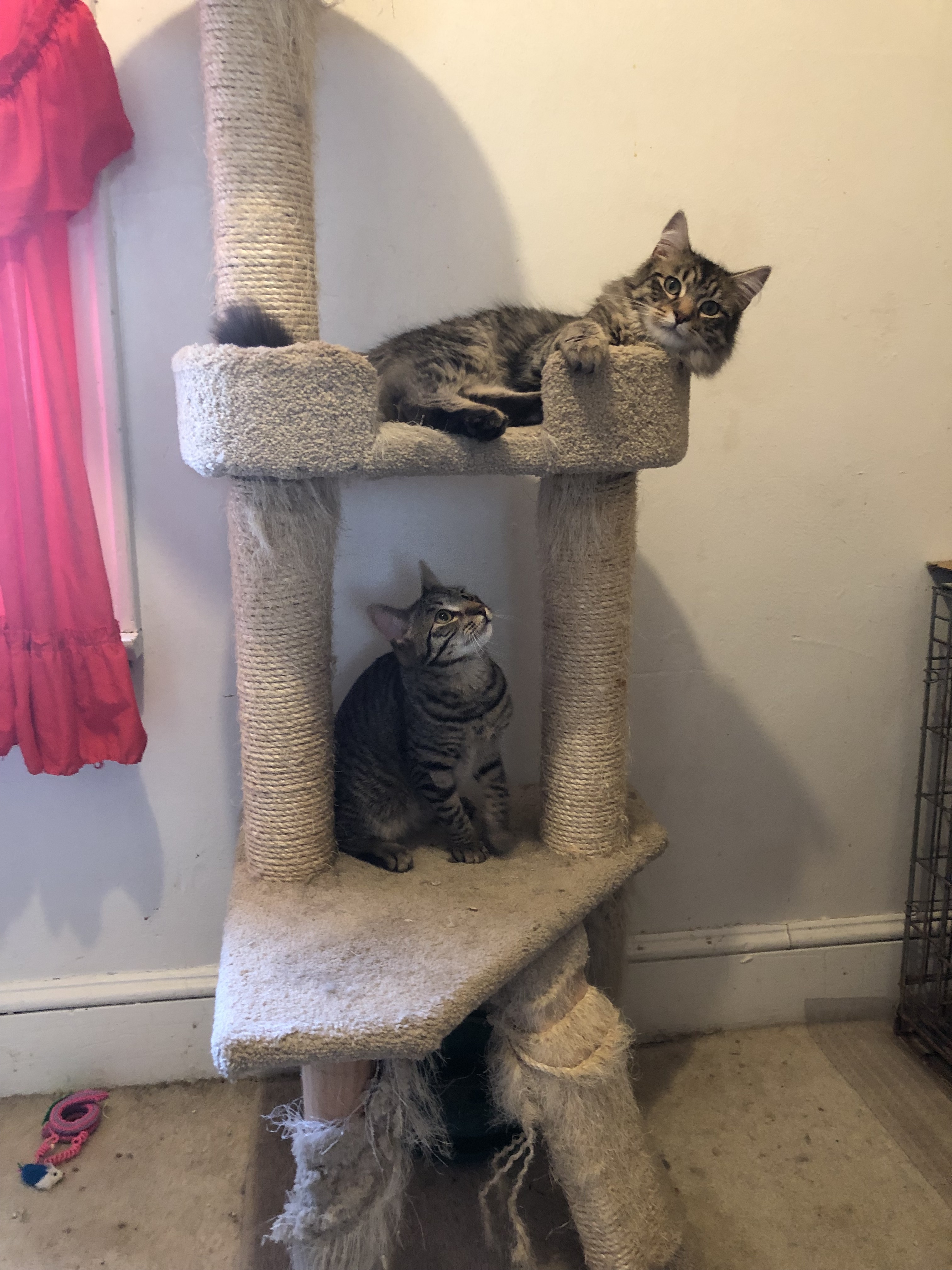 Cinnamon, a Adoptable mixed breed in Westfield, NJ image 5/6