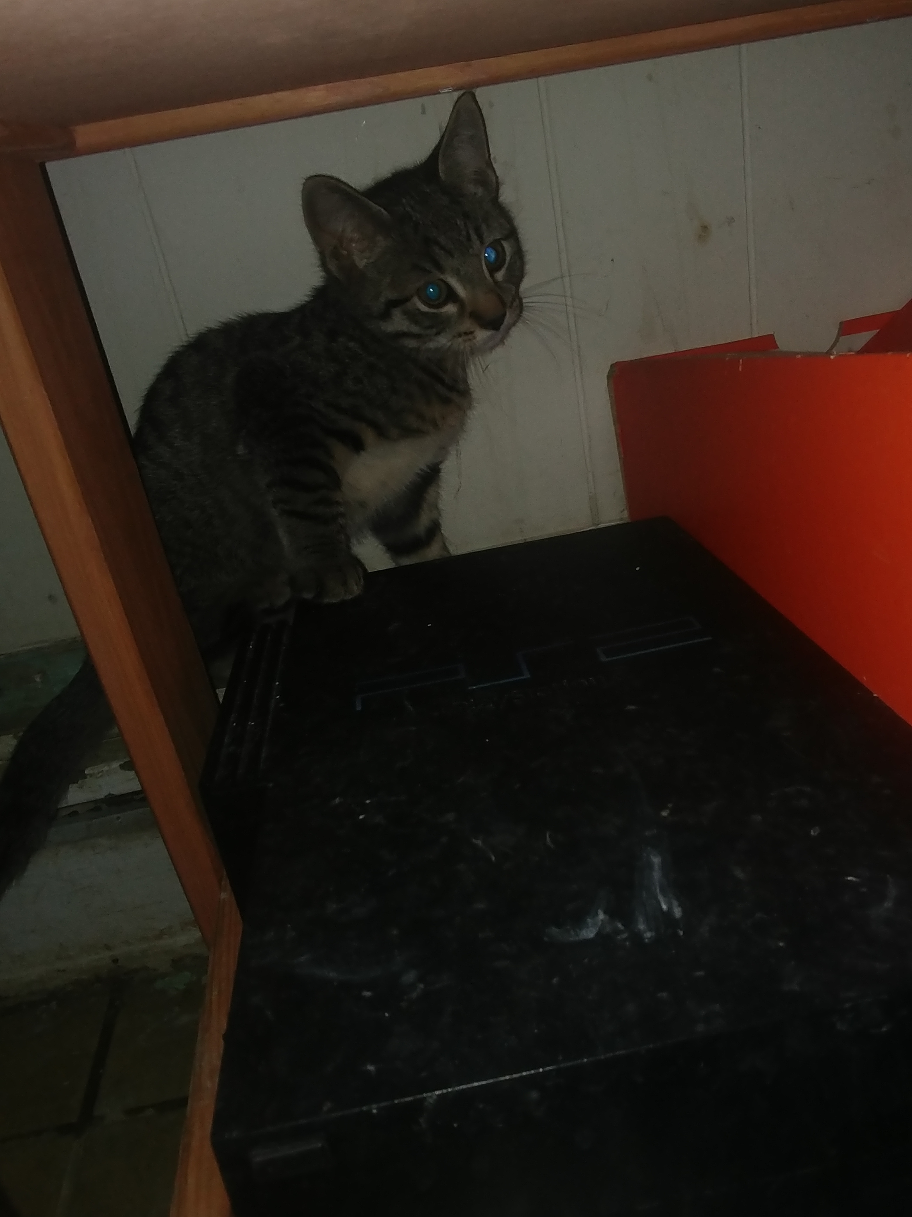 Cinnamon, a Adoptable mixed breed in Westfield, NJ image 6/6