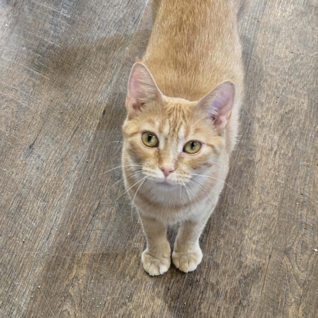 Maia, Adoptable, Adult Female Domestic Short Hair.