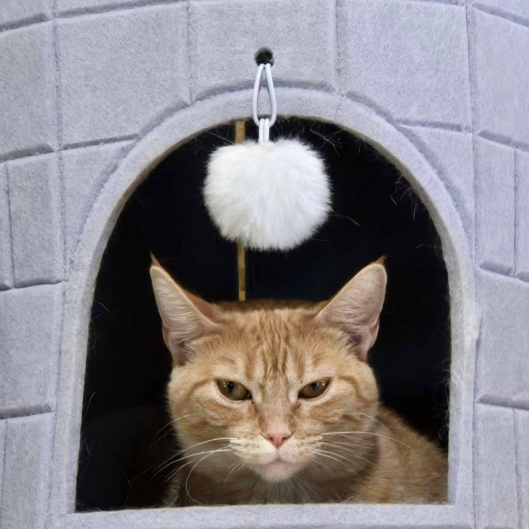 Enlarge Maia, a Adoptable Domestic Short Hair in Park Falls, WI image 2/2
