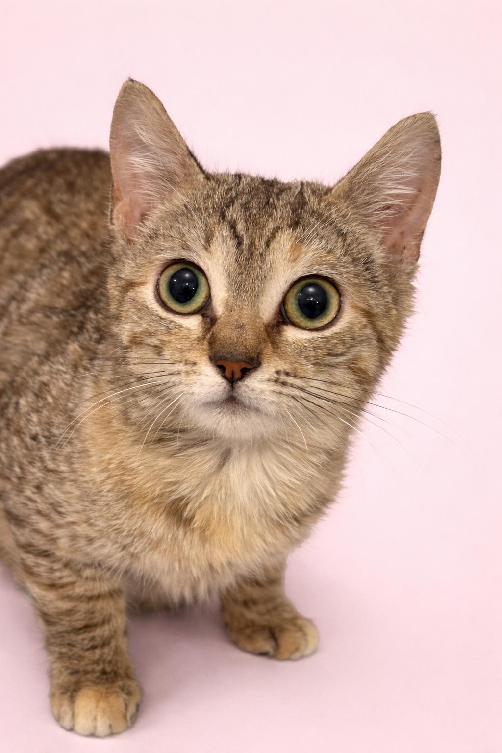 Chai, ADOPTABLE, Kitten Female Domestic Short Hair.