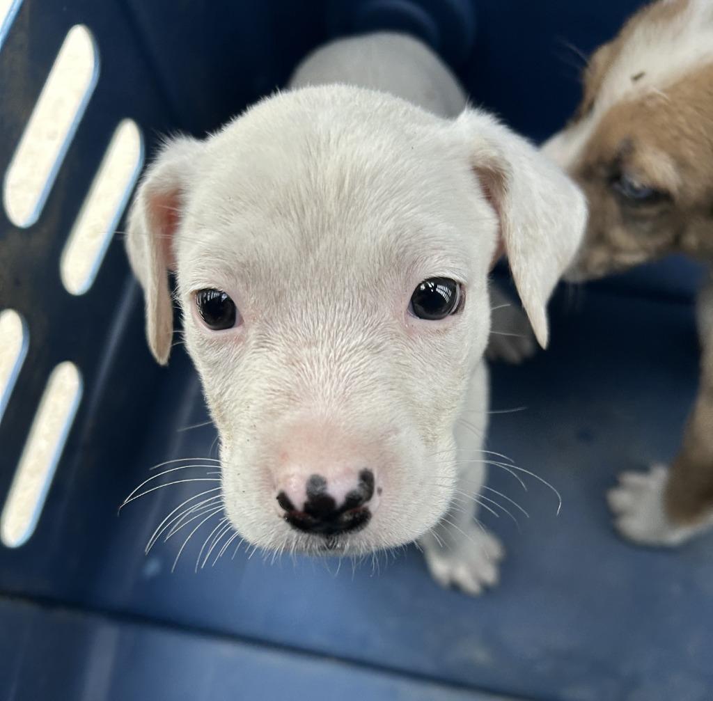 Enlarge Devotion, a Adoptable Catahoula Leopard Dog in Sunnyvale, TX image 1/1
