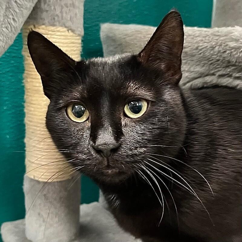 Vada, Adoptable, Adult Female Domestic Short Hair.
