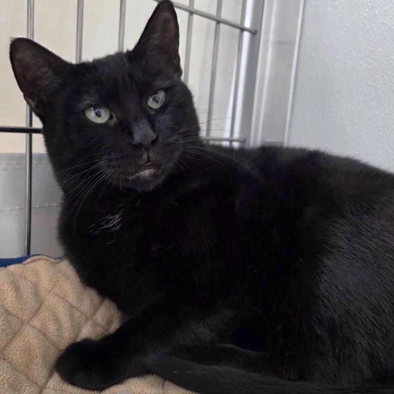 Vada, Adoptable, Adult Female Domestic Short Hair.